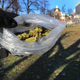 A marijuana seller in Boston Common displays what’s for sale
Boston Globe screenshot